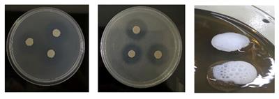 Residual brewer’s Saccharomyces cerevisiae yeasts as biofertilizers in horticultural seedlings: towards a sustainable industry and agriculture